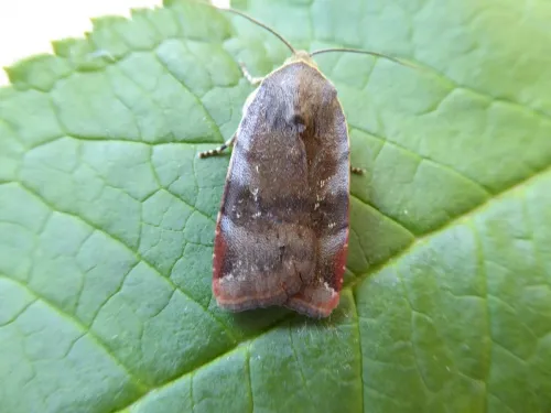 Lesser Broad-bordered Yellow Underwing - photo 8