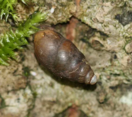 Lesser Bulin