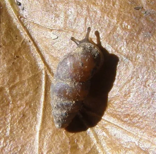 Lesser Bulin - photo 2