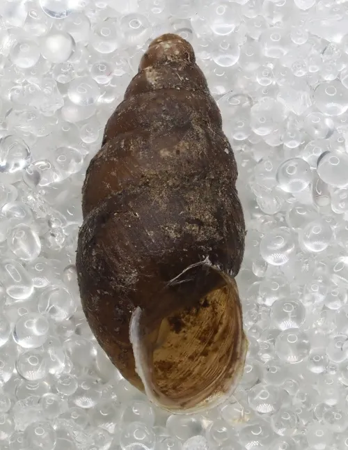 Lesser Bulin - photo 8