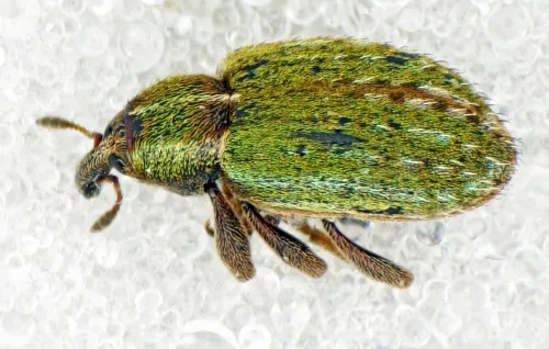 Lesser Clover Leaf Weevil