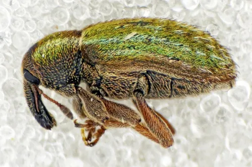 Lesser Clover Leaf Weevil - photo 2
