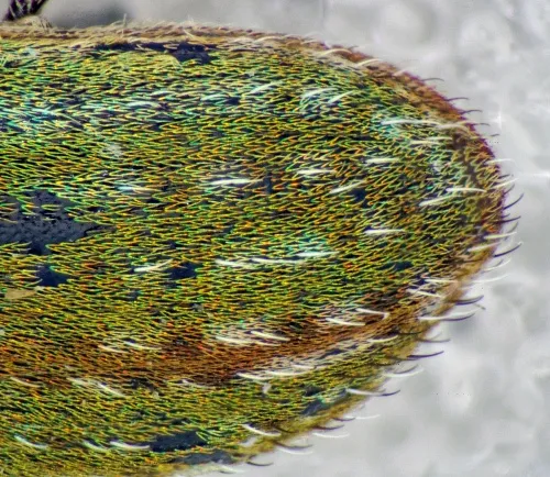 Lesser Clover Leaf Weevil - photo 3
