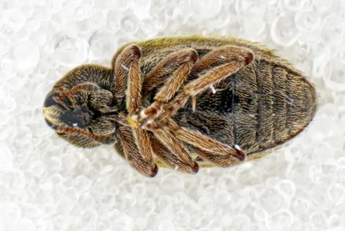 Lesser Clover Leaf Weevil - photo 4