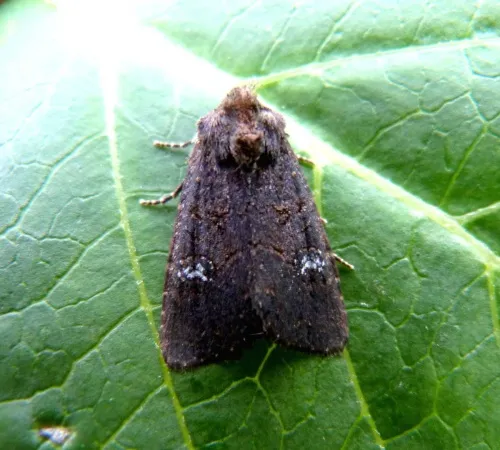 Lesser Common Rustic