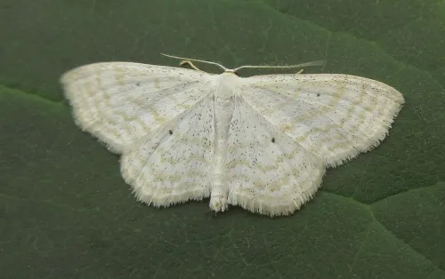 Lesser Cream Wave - Scopula immutata