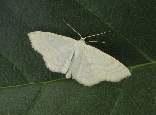 Lesser Cream Wave - photo 2