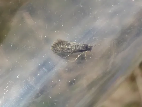 Lesser Lichen Case-bearer