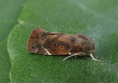 Lesser-spotted Pinion