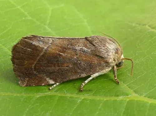 Lesser-spotted Pinion - photo 3