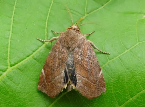 Lesser-spotted Pinion - photo 4