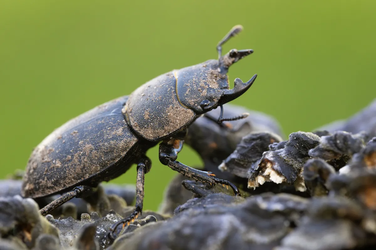 Lesser Stag Beetle - photo 3