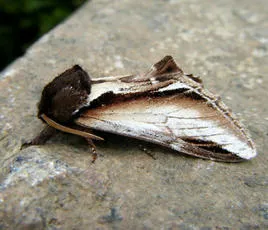 Lesser Swallow Prominent - photo 2