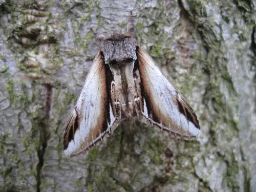 Lesser Swallow Prominent - photo 3