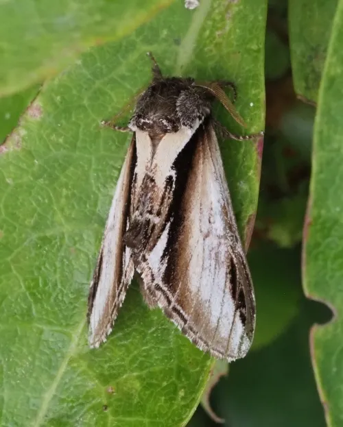 Lesser Swallow Prominent - photo 5