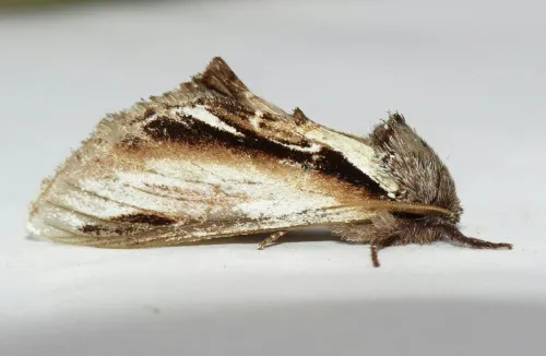 Lesser Swallow Prominent - photo 6
