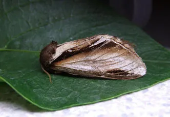 Lesser Swallow Prominent - photo 7