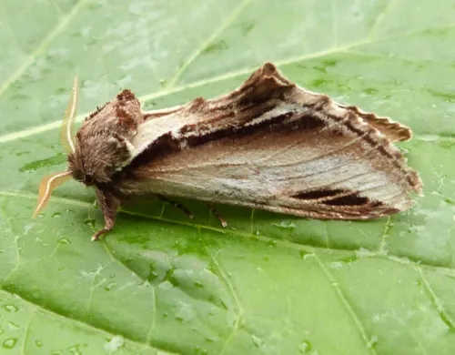 Lesser Swallow Prominent - photo 8