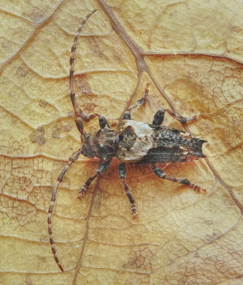 Lesser Thorn-tipped Longhorn Beetle