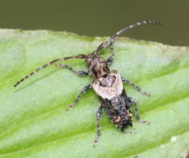 Lesser Thorn-tipped Longhorn Beetle - photo 2