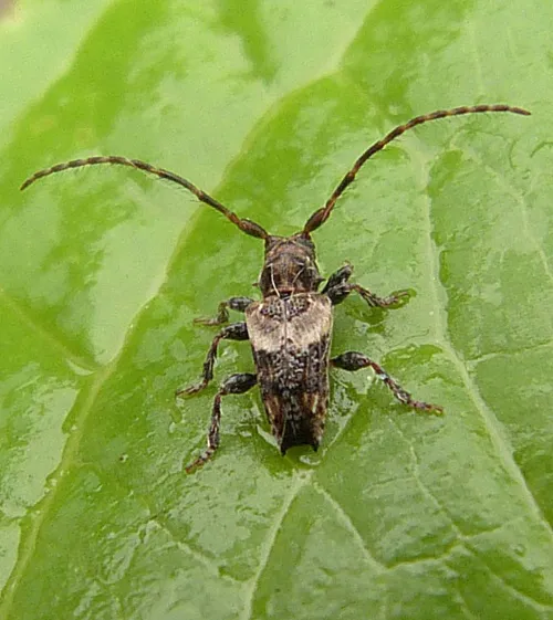 Lesser Thorn-tipped Longhorn Beetle - photo 3