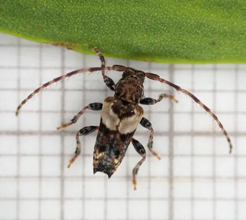 Lesser Thorn-tipped Longhorn Beetle - photo 4