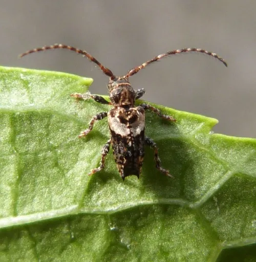Lesser Thorn-tipped Longhorn Beetle - photo 5