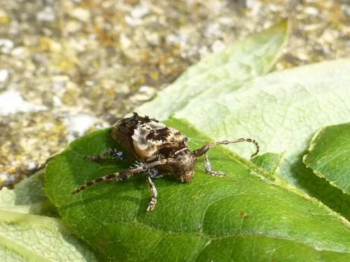 Lesser Thorn-tipped Longhorn Beetle - photo 6