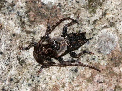 Lesser Thorn-tipped Longhorn Beetle - photo 7