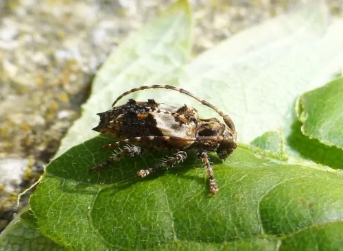 Lesser Thorn-tipped Longhorn Beetle - photo 8