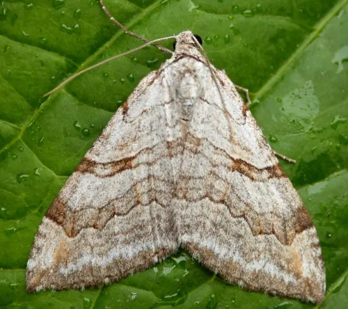 Lesser Treble-bar