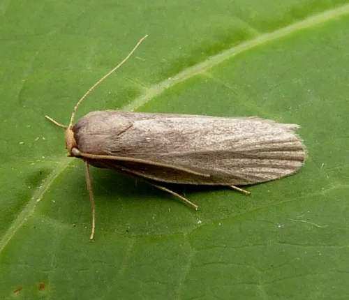Lesser Wax Moth