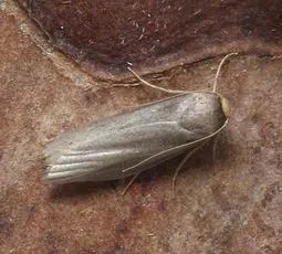 Lesser Wax Moth - photo 2