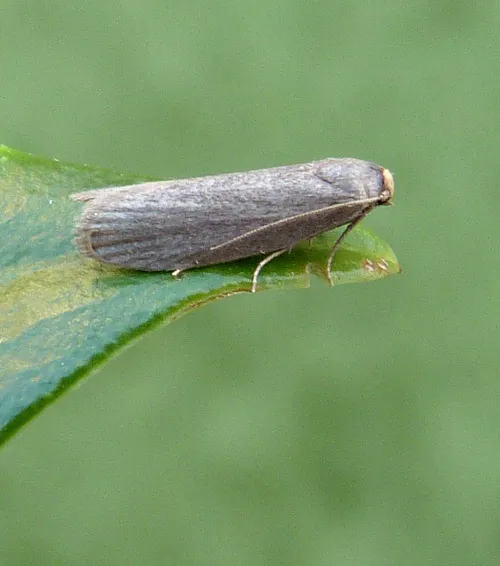 Lesser Wax Moth - photo 3