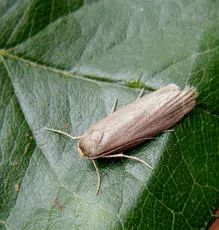Lesser Wax Moth - photo 4