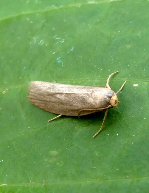 Lesser Wax Moth - photo 5