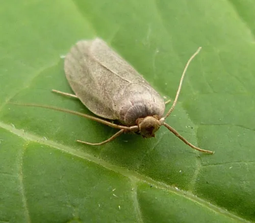 Lesser Wax Moth - photo 6
