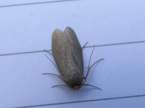 Lesser Wax Moth - photo 7