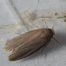 Lesser Wax Moth - photo 8