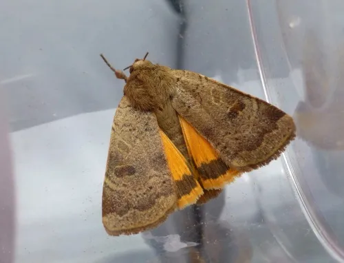 Lesser Yellow Underwing