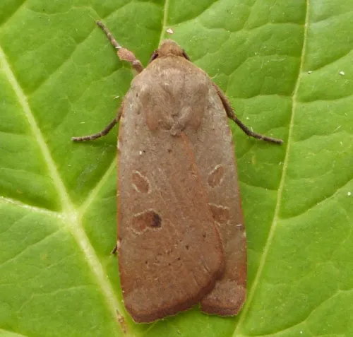 Lesser Yellow Underwing - photo 5
