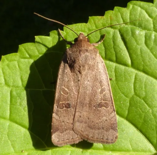 Lesser Yellow Underwing - photo 2