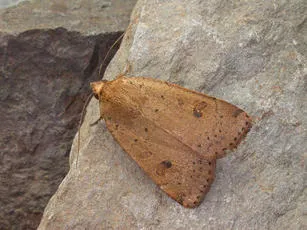 Lesser Yellow Underwing - photo 3