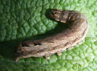 Lesser Yellow Underwing - photo 4