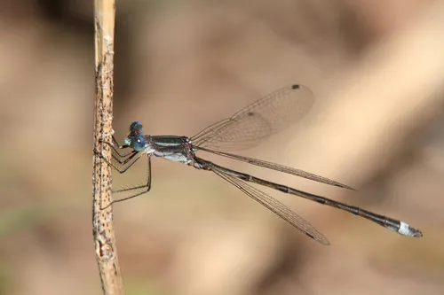 Plateau Spreadwing - photo 3