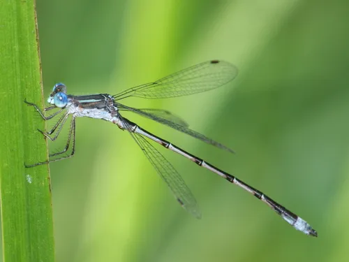 Southern Spreadwing - photo 3