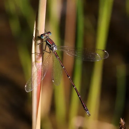 Migrant Spreadwing
