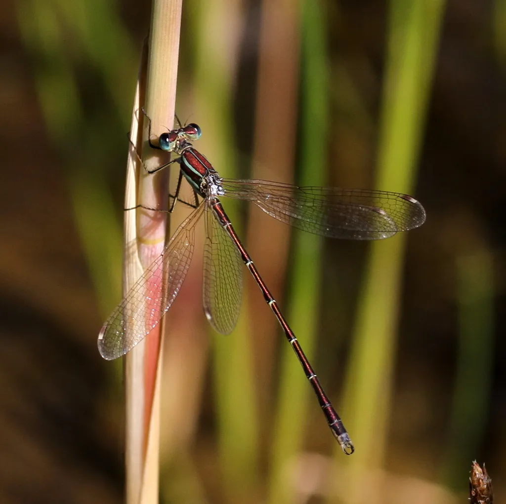 Migrant Spreadwing - photo 2