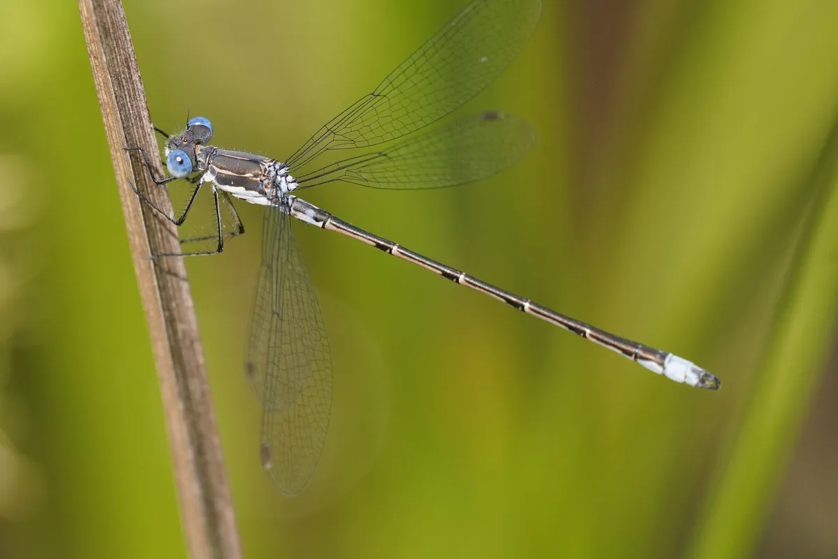 Spotted Spreadwing