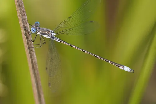 Spotted Spreadwing - photo 3